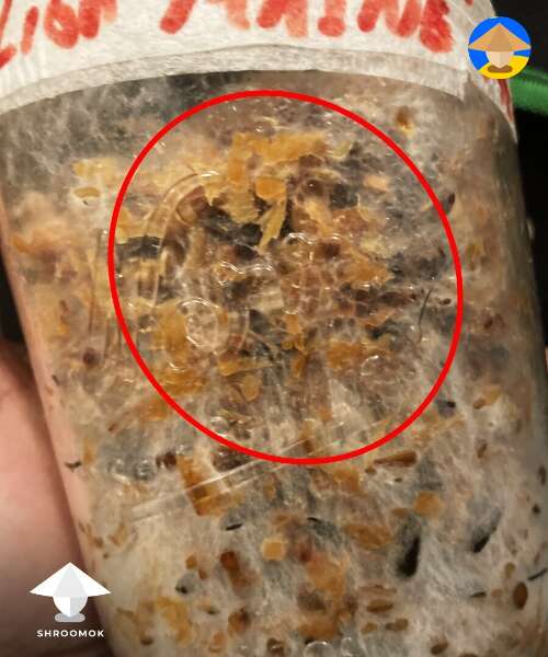 signs of bacterial contamination in spawn jar