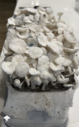 Pearly Gates mushrooms are ready for harvesting #3