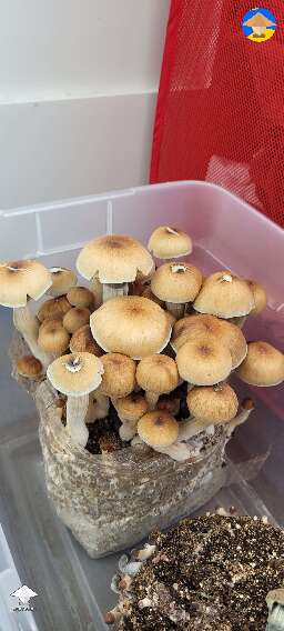The veils appeared this morning time for harvesting