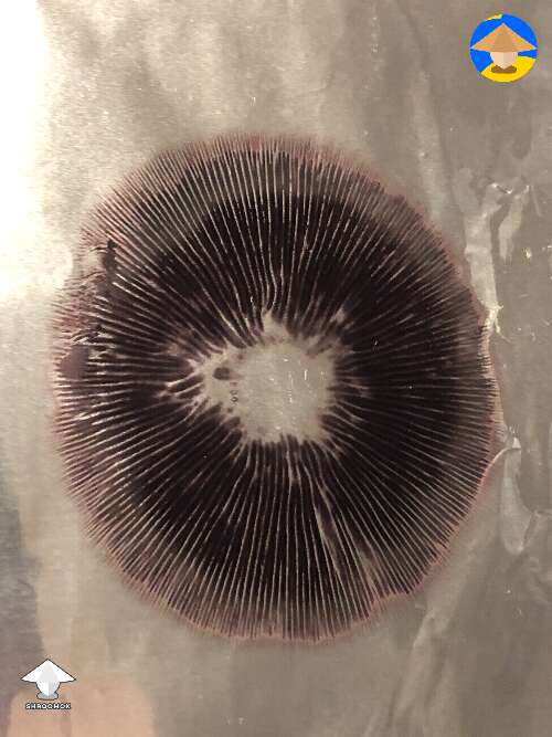Are genetics best harvested/transferred by cloning the fruiting body rather than taking a spore print?