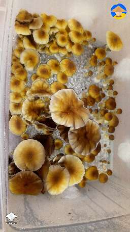 This was my first shroom harvest