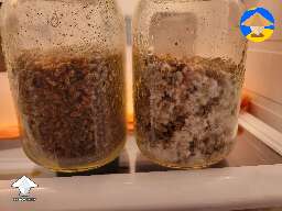 Did a lid swap of the essentially uncolonized spawn jar on March 7. It blow up with the change from the syringe filter to the filter patch  #2