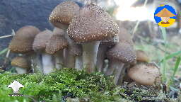 Wild Honey Fungus fruiting in my yard