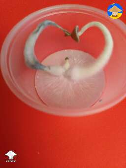 Mushroom art of true mush love