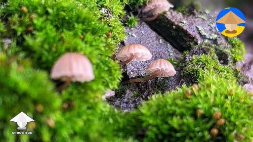 Tiny mushrooms found in the moss #2