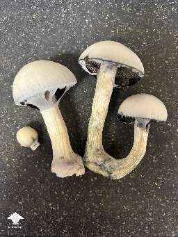 True Albino Teacher TAT magic mushrooms - I picked them before the spores dropped