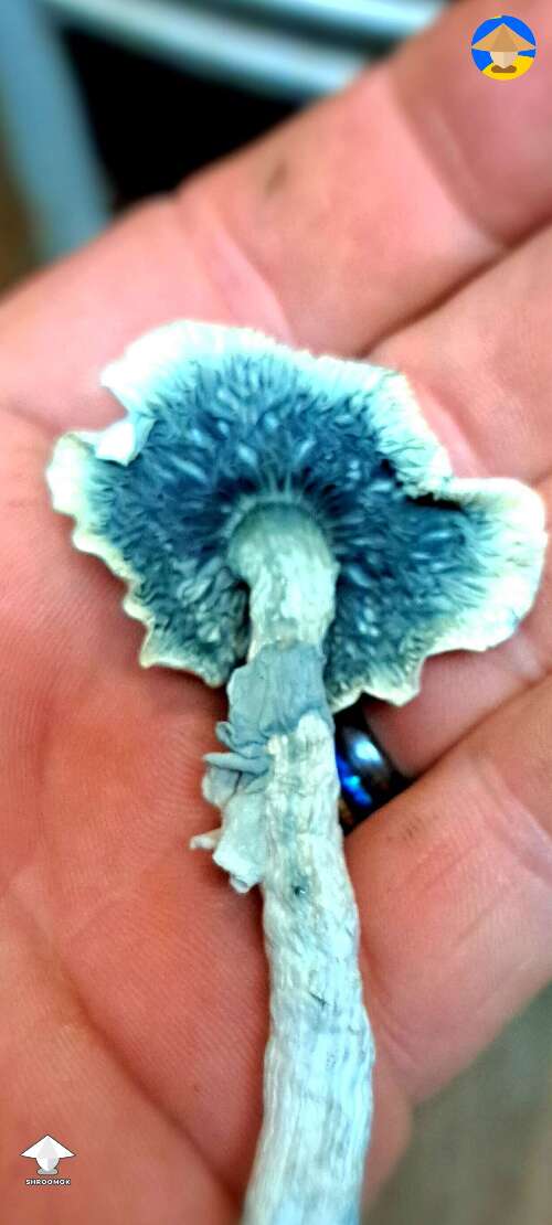 Dried Albino Blue Meanie all kinds of pretty