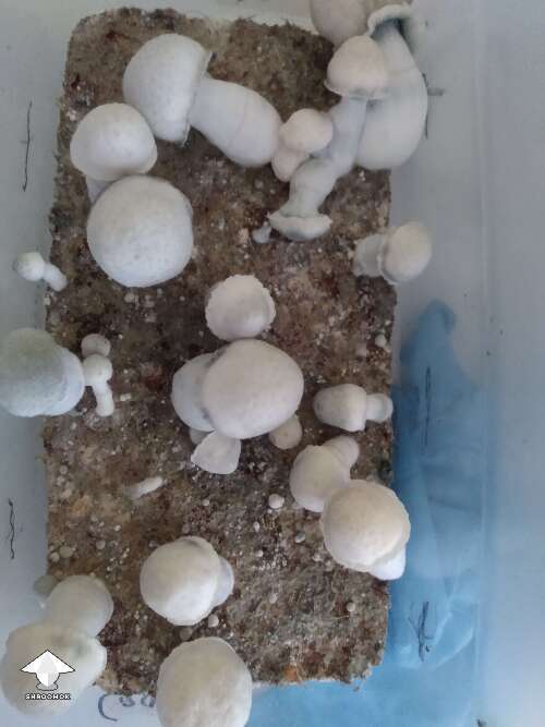 Albino Penis Envy mushroom fruiting in shoebox