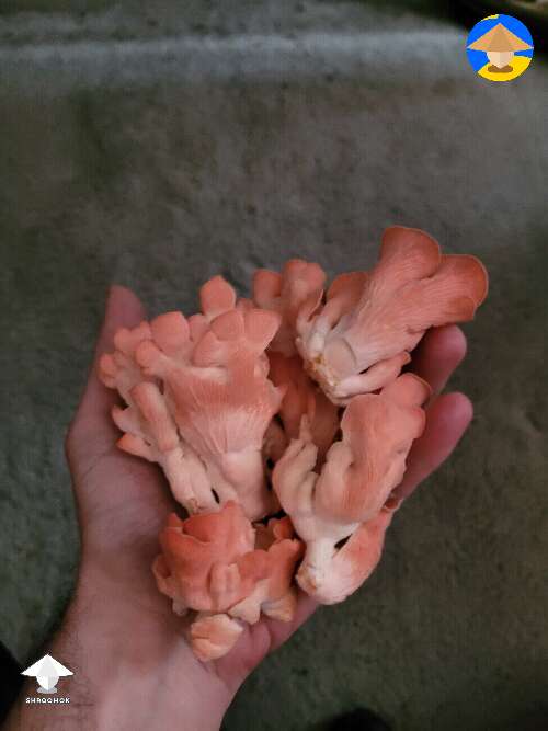 Pink Oyster mushrooms to go with the yellow oyster a couple days ago