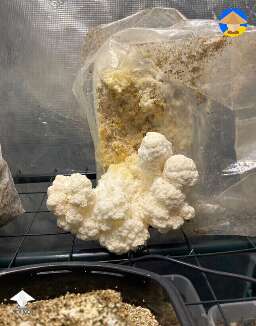 Growing mushrooms in grow tent #2