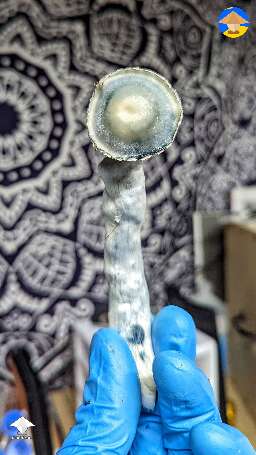 Cubensis Albino Riptide