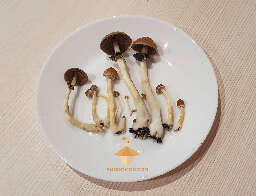 Cubensis Brazil 6th flush