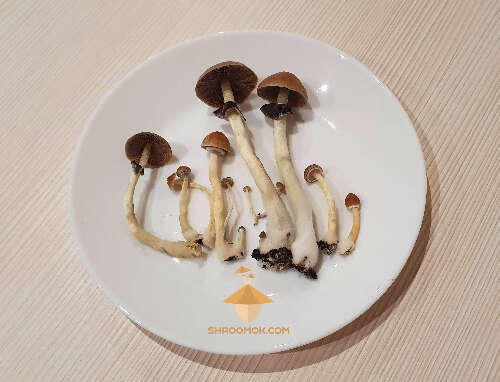 Cubensis Brazil 6th flush