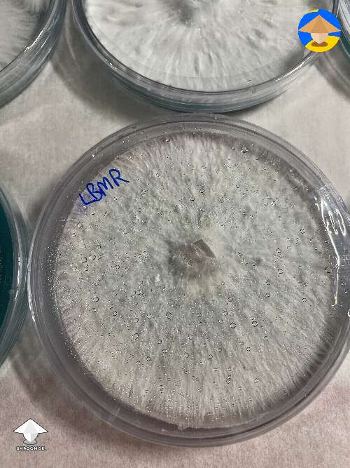 Mycelium on agar