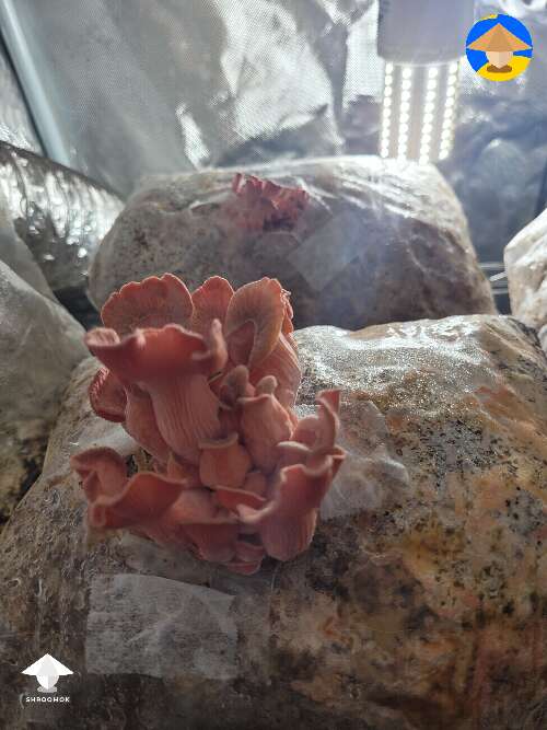 Pink oyster mushroom fruiting - 3 days later