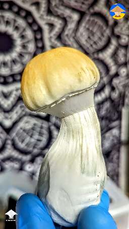 Final flush of Tidal Wave magic mushrooms #2