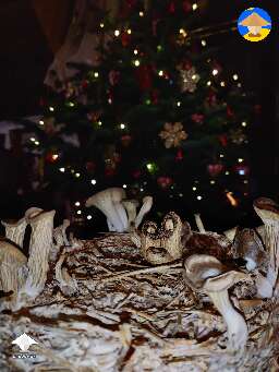 Merry Xmas to those who celebrate! Shrooms