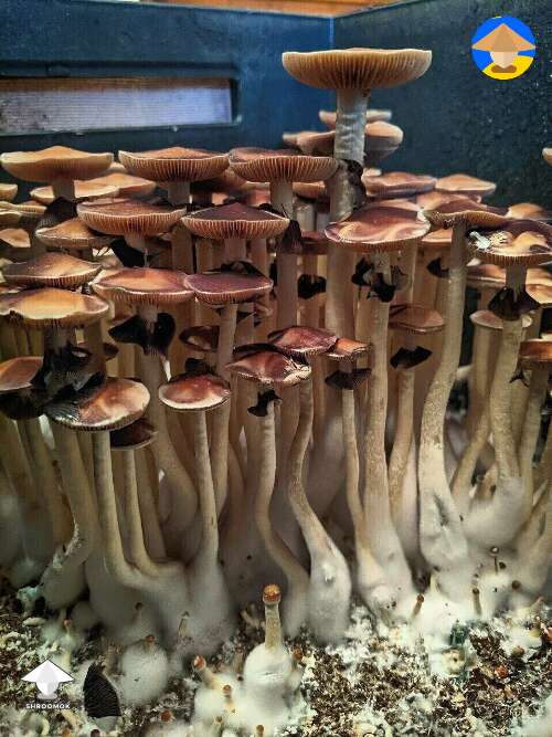 Beautiful Golden Teacher mushrooms