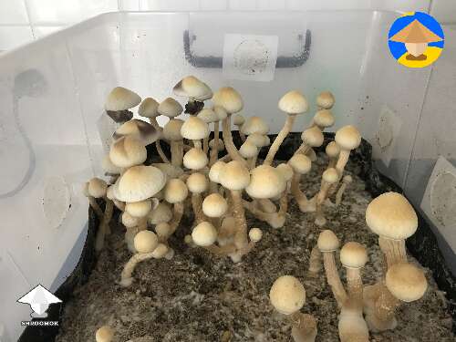 Sharing success from 5th flush of mushroom fruiting