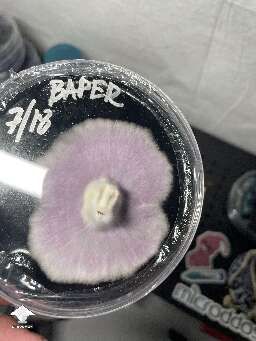 Grain to agar plates