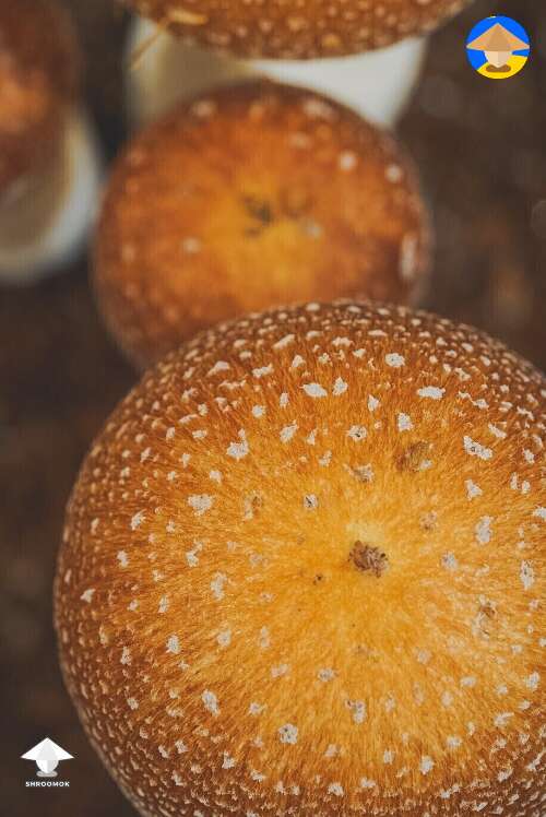 Psilocybe Cubensis B+ magic mushrooms