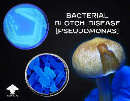 Bacterial blotch disease