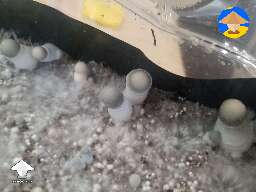 YETI monotub. Three caps turning green. Are these shrooms done?