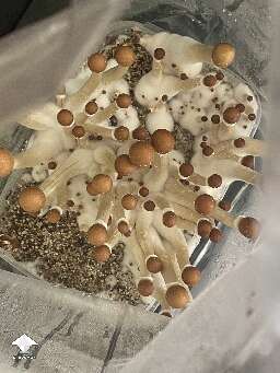 Cubensis Cambodians growkit mushrooms fruiting