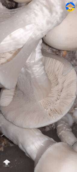 Gandalf gills #2