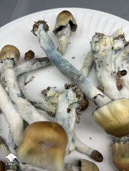 ODPE shrooms harvesting