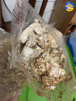 separated dry healthy mycelium from wet contaminated parts then mixed dry with bulk substrate