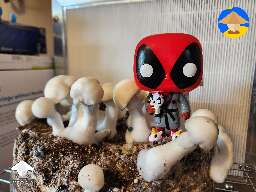 TAT Smurf mushrooms fruiting