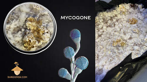 Difference between mycogone wet bubble contamination and mycelium metabolites