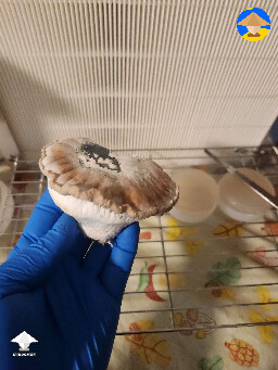 Outstanding Toque F7 mushroom