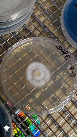 Mushroom cultures on agar - nice mycelium growth #9