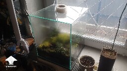 Unusual closed florarium experiment 67f252b7153ca