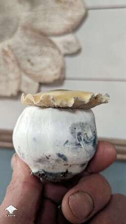 Harvested Bluey Vuitton mushrooms #5