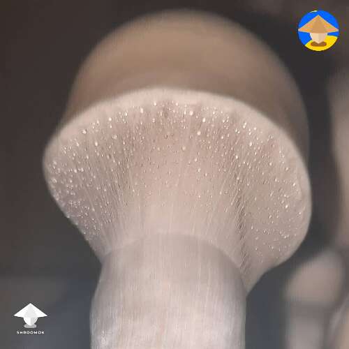Amazing mushroom veil