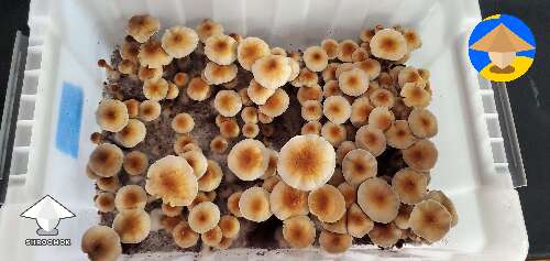 Came home to another tub ready to harvest Z strain mushrooms