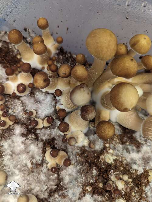 Some sweet magic mushroom varieties here