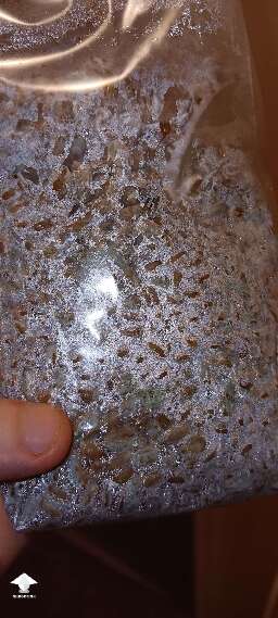 Grain spawn inoced with agar. Now 100% trich here right?