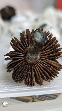 Beautiful Choco Rojo magic mushrooms #3