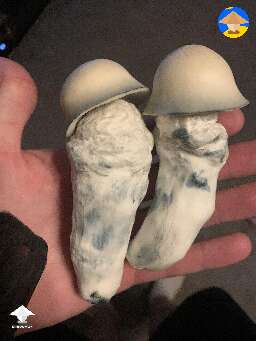 Yeti huge albino cubensis shrooms