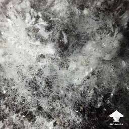 Black pin mold growth