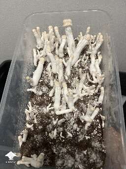 Nutcracker about 12 days after spawn to bulk