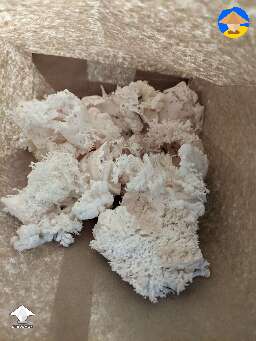 Lion's Mane harvest #4