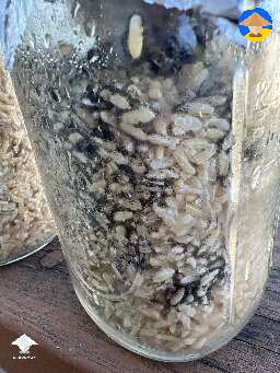 What type of contam is this!? Happened over night - Rhizopus aka Black Pin Mold