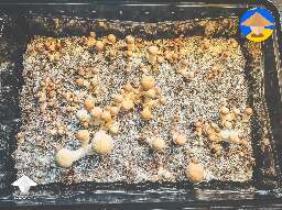 My Koh Samui mushrooms are looking good