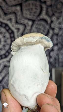 Albino Riptide chunky mushroom #4