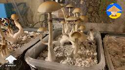 Koh Samui magic mushrooms fruting #2